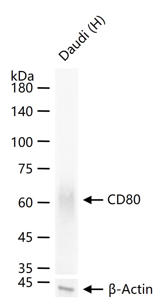 CD80 Recombinant Rabbit mAb(bs