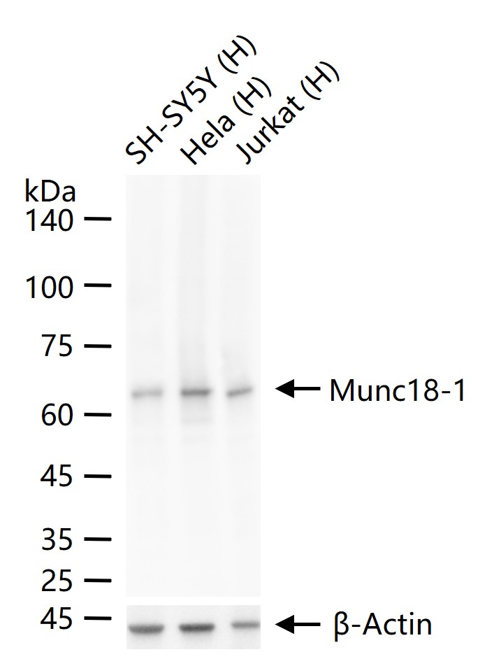 Munc18-1 Recombinant Rabbit mA