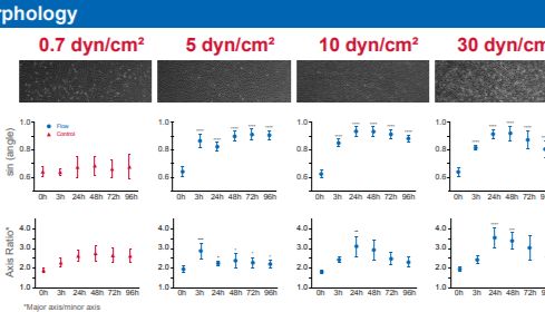 长期人脐静脉内皮细胞（HUVEC）灌流培养中的临界剪切应力范围