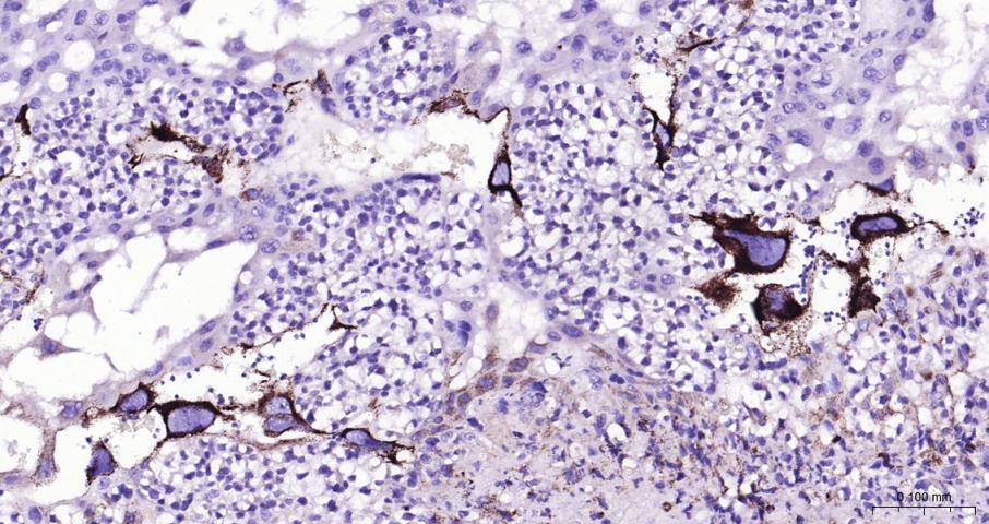 Adrenodoxin Recombinant Rabbit