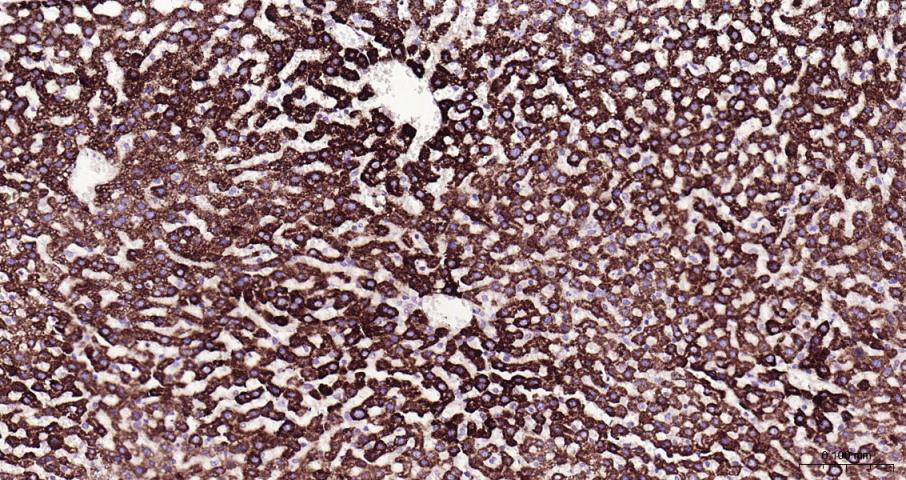 Adrenodoxin Recombinant Rabbit