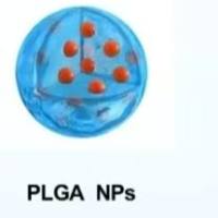 乳铁蛋白修饰并带DiR荧光标记的PLGA纳米颗粒用于尼莫地平的脑靶向递送 NMD/DiR@PLGA NPs-Lf