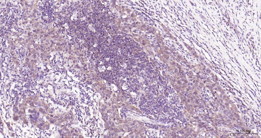 eIF4E Recombinant Rabbit mAb(b