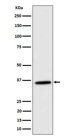 MDH2 Recombinant Rabbit mAb(bs