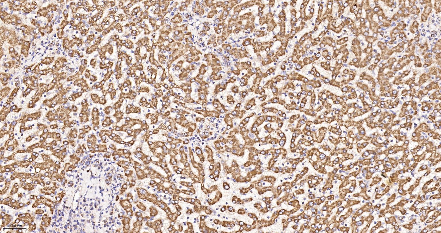 MDH2 Recombinant Rabbit mAb(bs