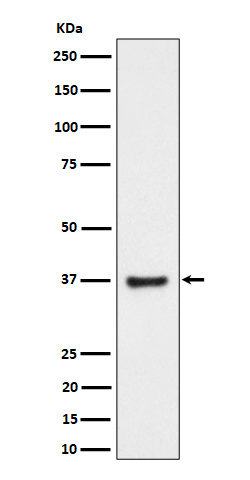BCA2 Recombinant Rabbit mAb(bs