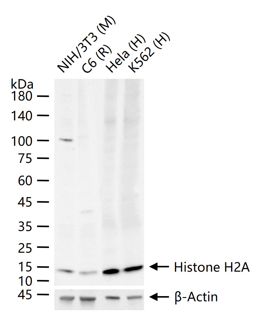 Histone H2A Recombinant Rabbit