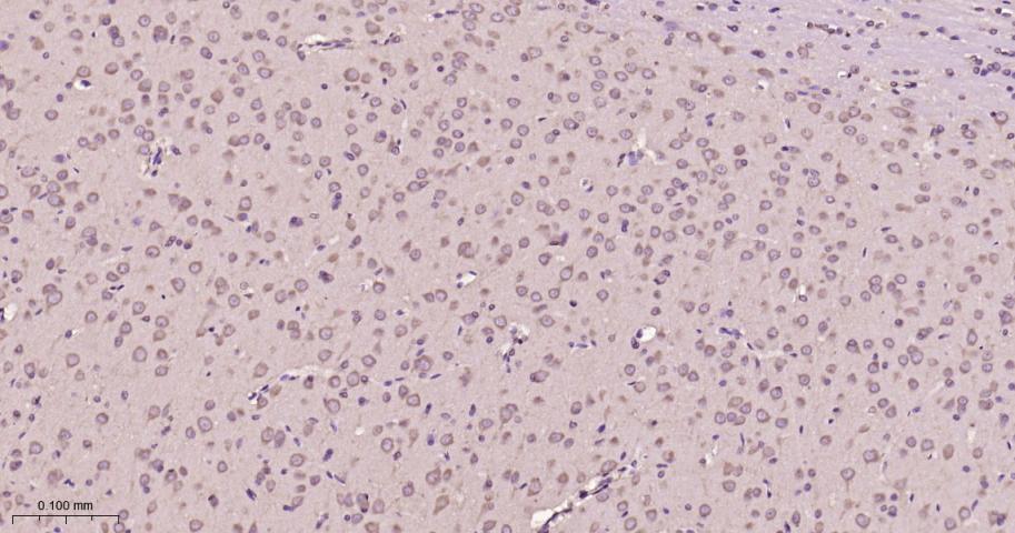 eIF3B Recombinant Rabbit mAb(b