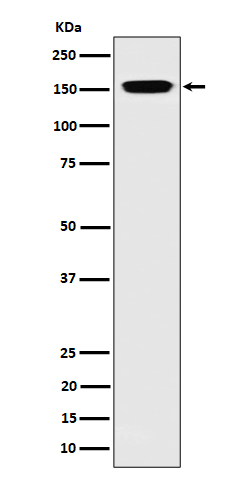 NUP155 Recombinant Rabbit mAb(