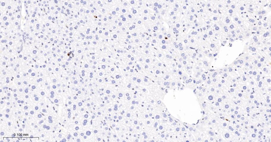 phospho-Histone H3 (S10) Recom