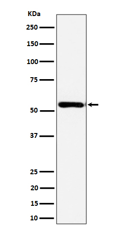 AER61 Recombinant Rabbit mAb(b