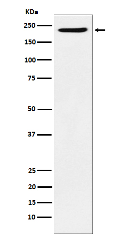 PB1 Recombinant Rabbit mAb(bsm
