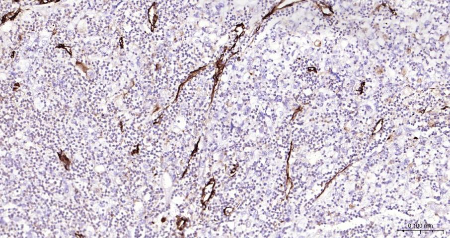 Vimentin Recombinant Rabbit mA