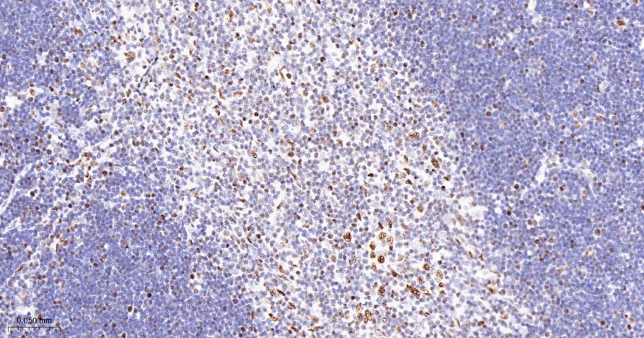 Oct-1 Recombinant Rabbit mAb(b