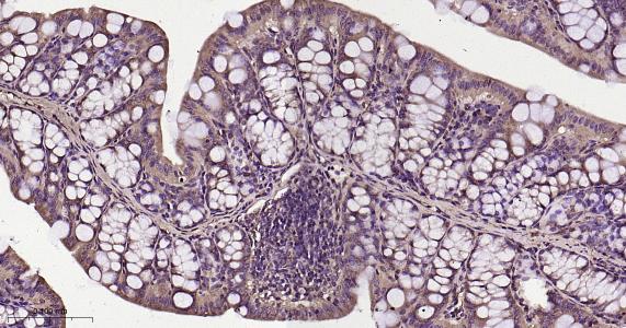 RAB8A Recombinant Rabbit mAb(b