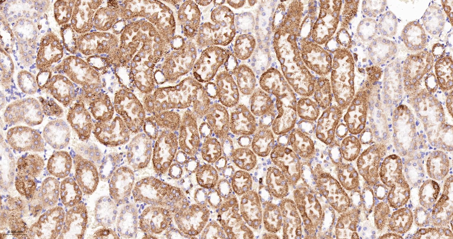 MDH2 Recombinant Rabbit mAb(bs