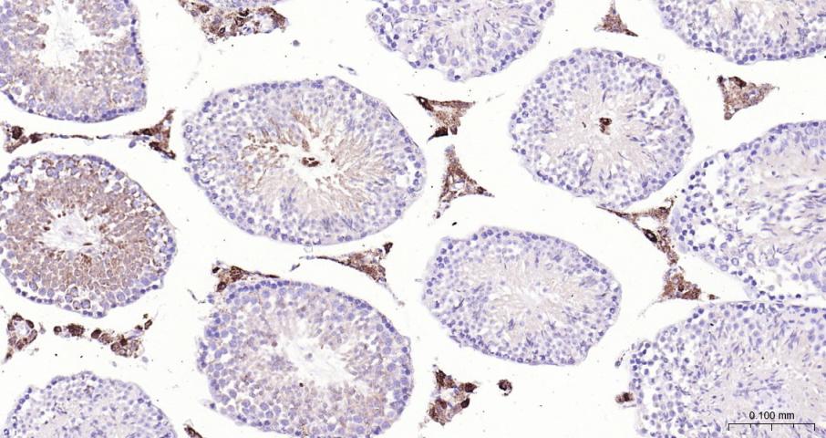 Adrenodoxin Recombinant Rabbit