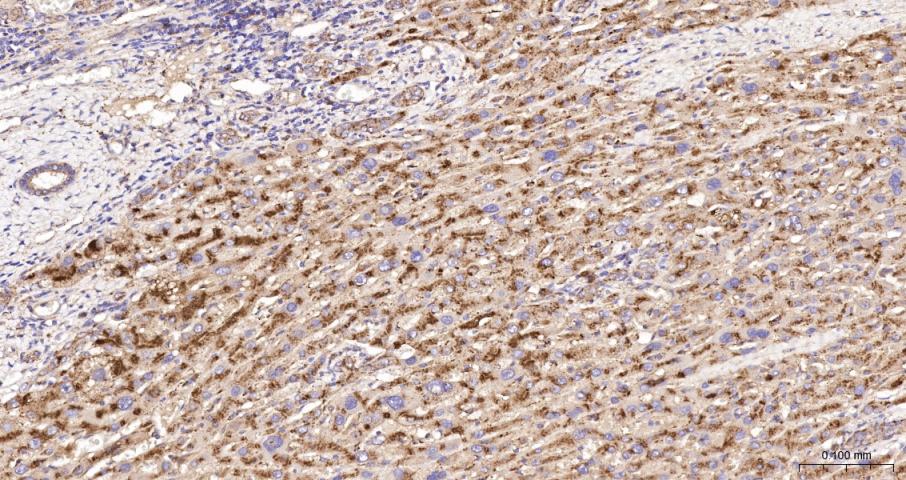 LAMP1 Recombinant  mAb(bsm-413