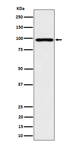 AKAP95 Recombinant Rabbit mAb(
