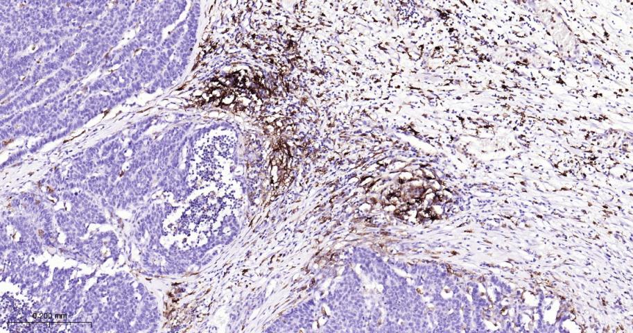 HLA-DRA Mouse mAb(bsm-51091M)-