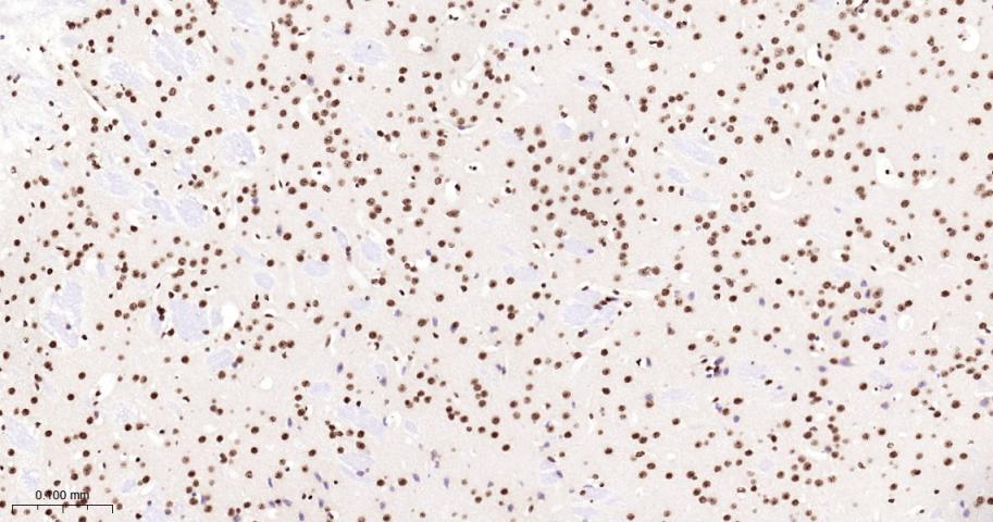 Histone H2A Recombinant Rabbit