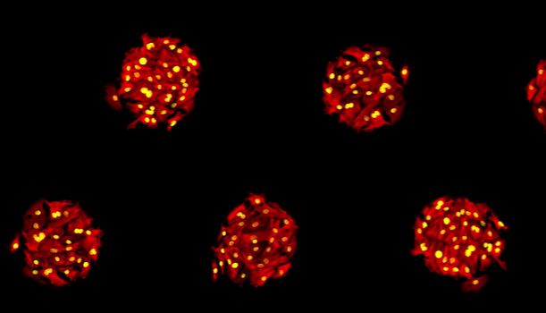 让 3D 细胞培养「排兵布阵」：ibidi 多细胞 μ-Pattern ibiTreat 微区块化表面载玻片