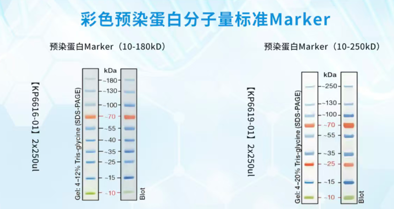 彩色预染蛋白marker10-180kD