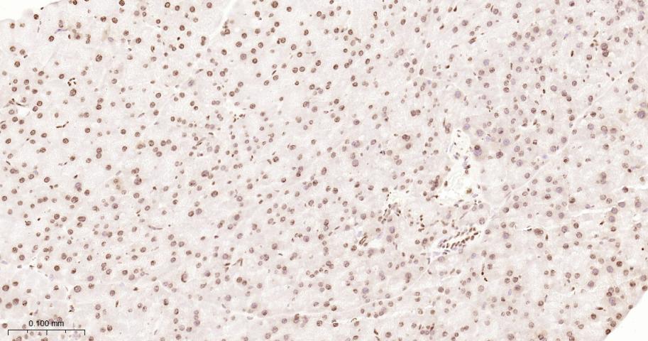 Histone H2A Recombinant Rabbit