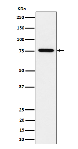 C7orf27 Recombinant Rabbit mAb