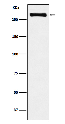 USP9X Recombinant Rabbit mAb(b