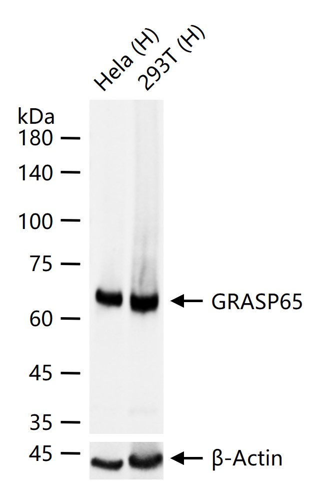GRASP65 Recombinant Rabbit mAb