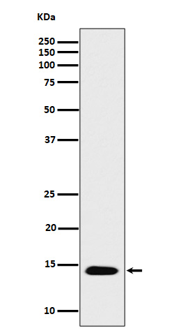 Acetyl-Histone H2B type 2E (Ly