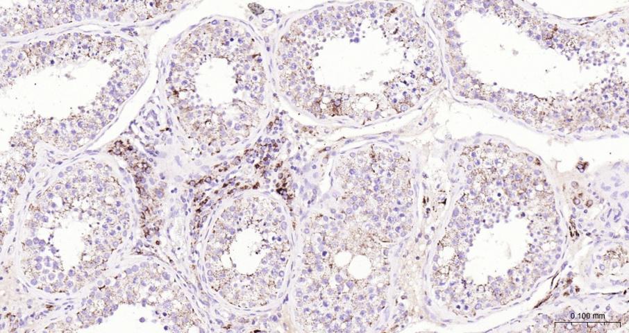 Adrenodoxin Recombinant Rabbit