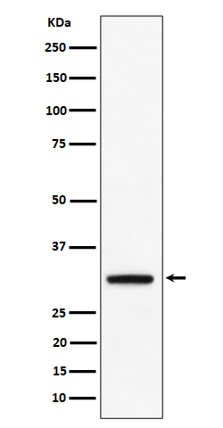 PLSCR3 Recombinant Rabbit mAb(