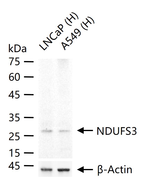 NDUFS3 Recombinant Rabbit mAb(