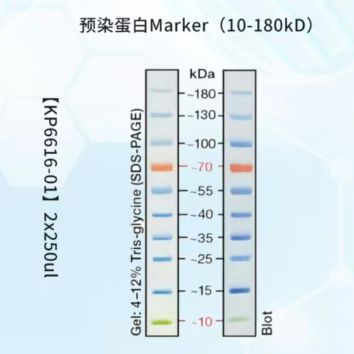 彩色预染蛋白marker10-180kD