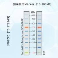 彩色预染蛋白marker10-180kD 