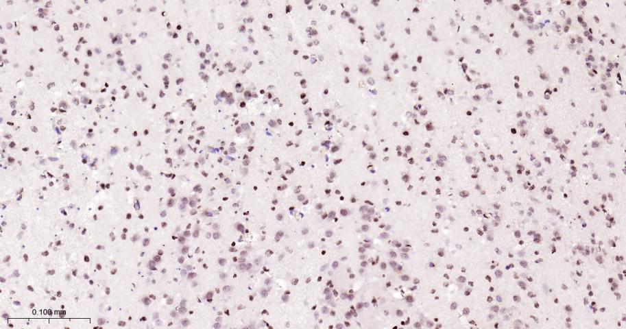 Histone H2A Recombinant Rabbit