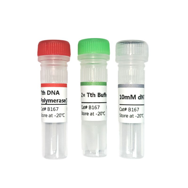 Tth DNA Polymerase 试剂