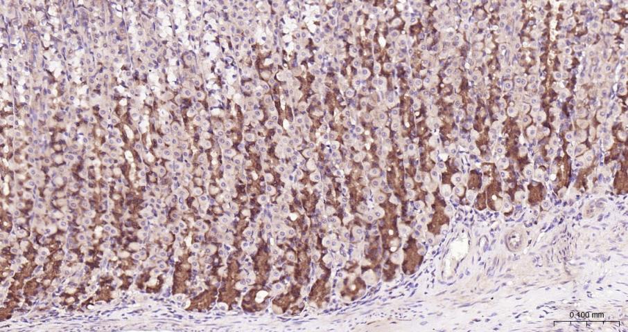 eIF4E Recombinant Rabbit mAb(b