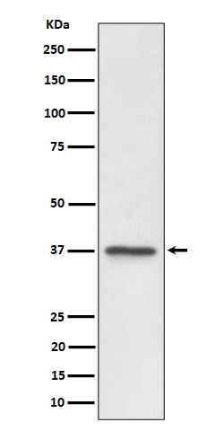 C3orf38 Recombinant Rabbit mAb