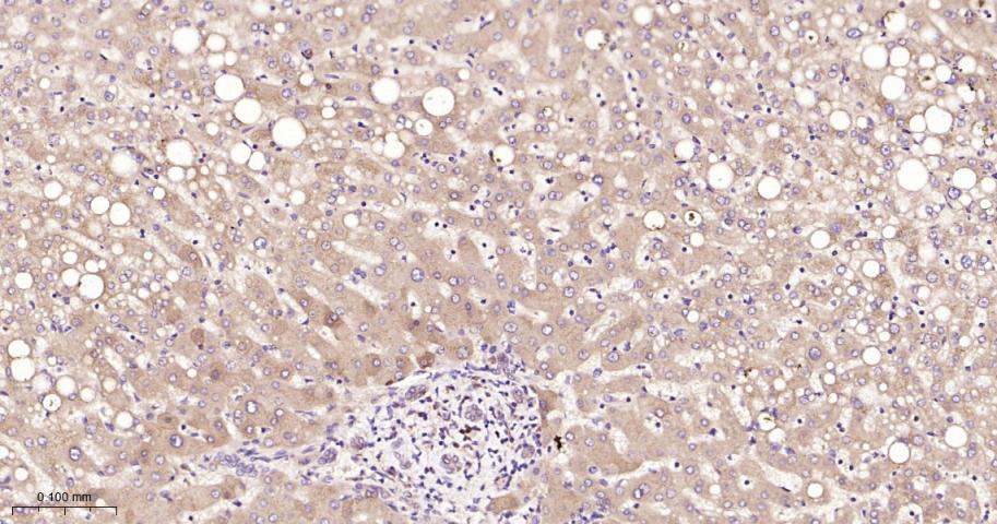 NME1/NM23A Recombinant Rabbit 