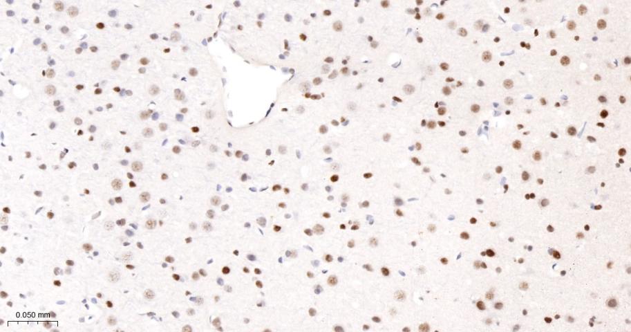 phospho-Histone H3 (S10) Recom