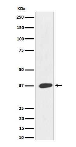 MAS1L Recombinant Rabbit mAb(b
