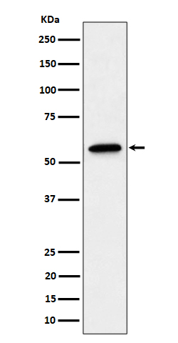 SF3A3 Recombinant Rabbit mAb(b