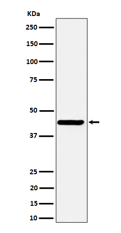 Nodal Recombinant Rabbit mAb(b