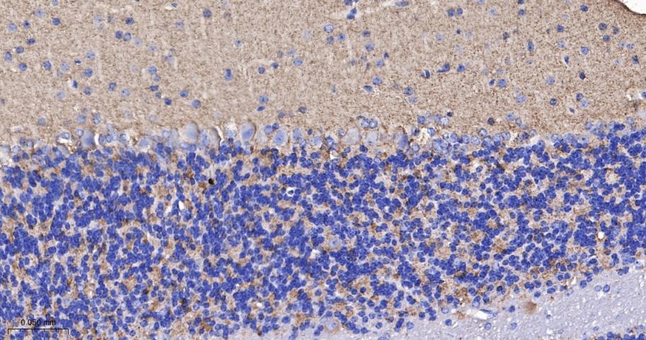 Synapsin II Recombinant Rabbit