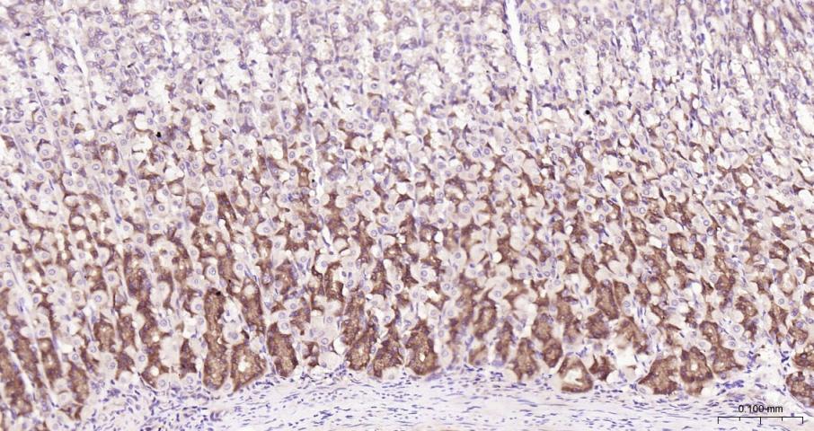 eIF4E Recombinant Rabbit mAb(b