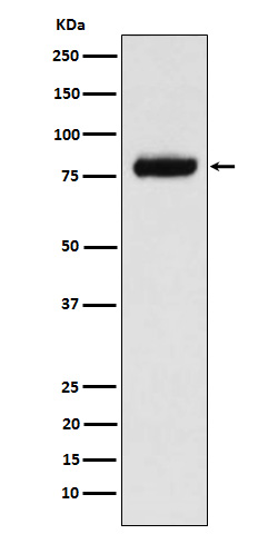 PLAA Recombinant Rabbit mAb(bs