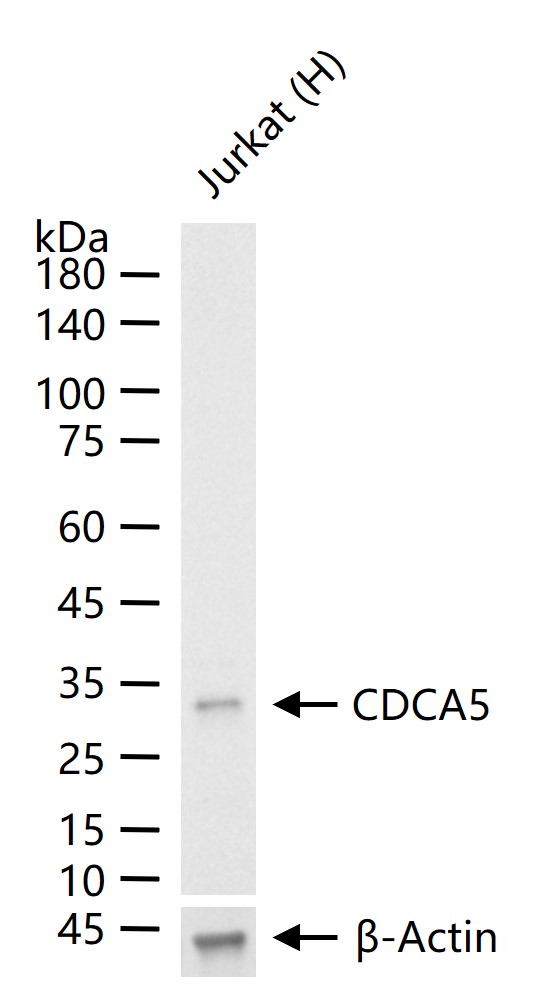CDCA5 Recombinant Rabbit mAb(b